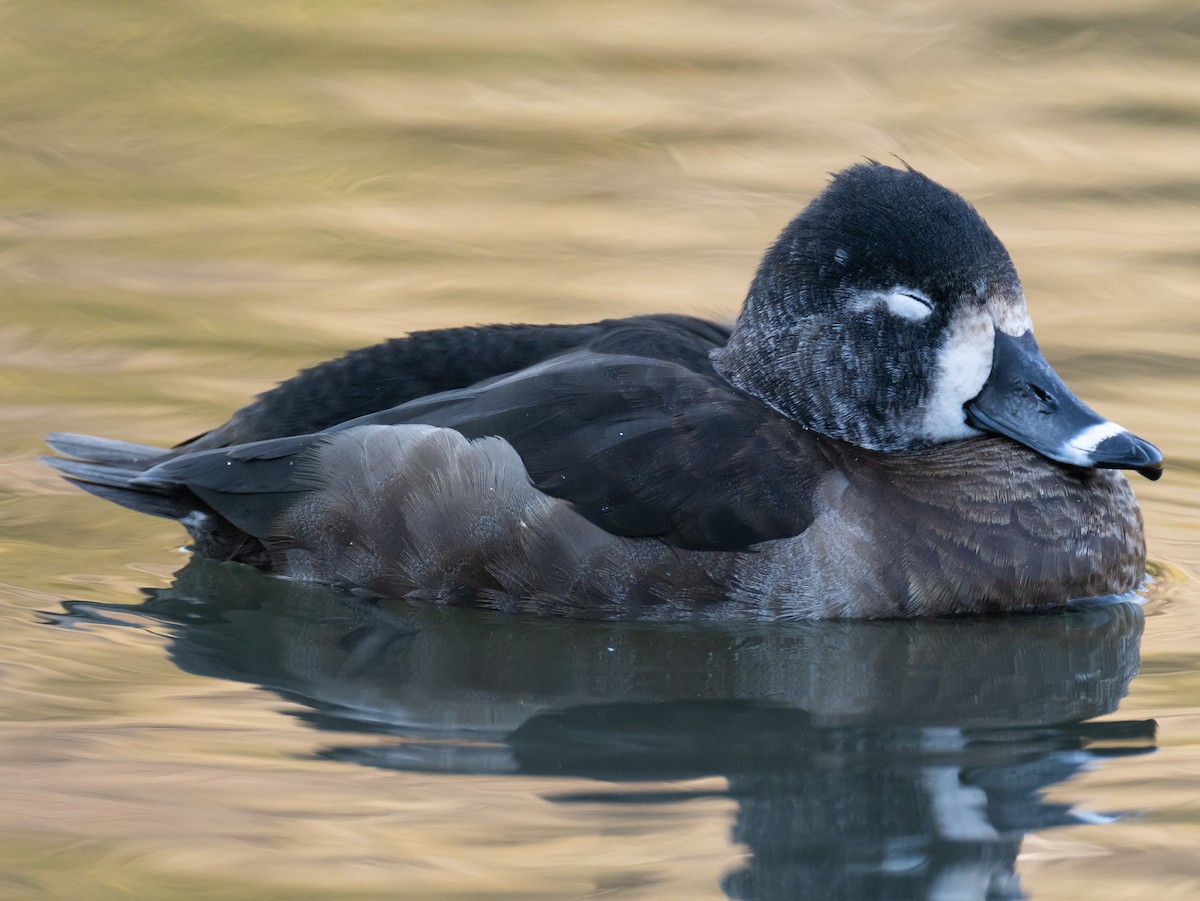 環頸潛鴨 - ML647827927