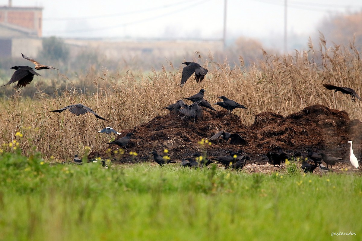 Kolkrabe - ML647827944