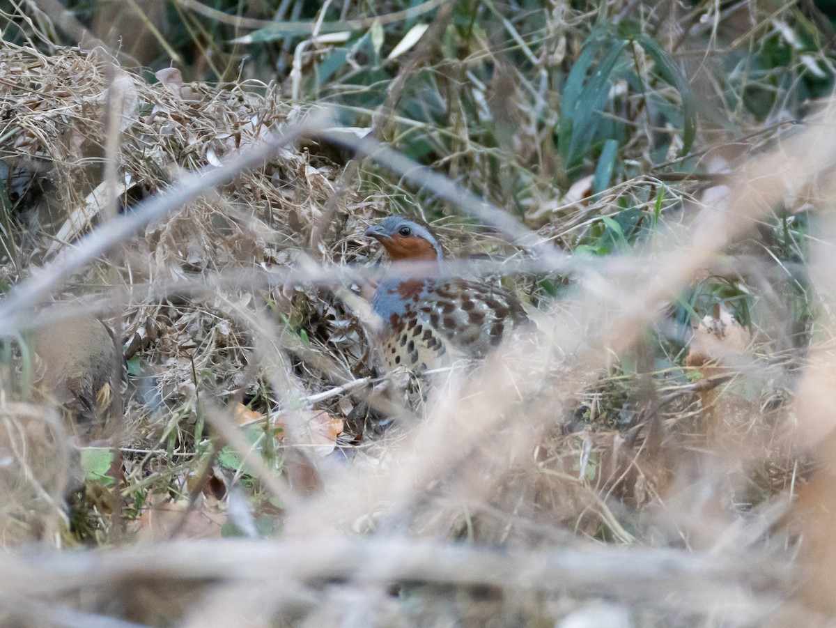 灰胸竹雞 - ML647827945