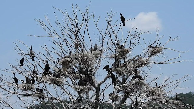 Ушастый баклан - ML647827954