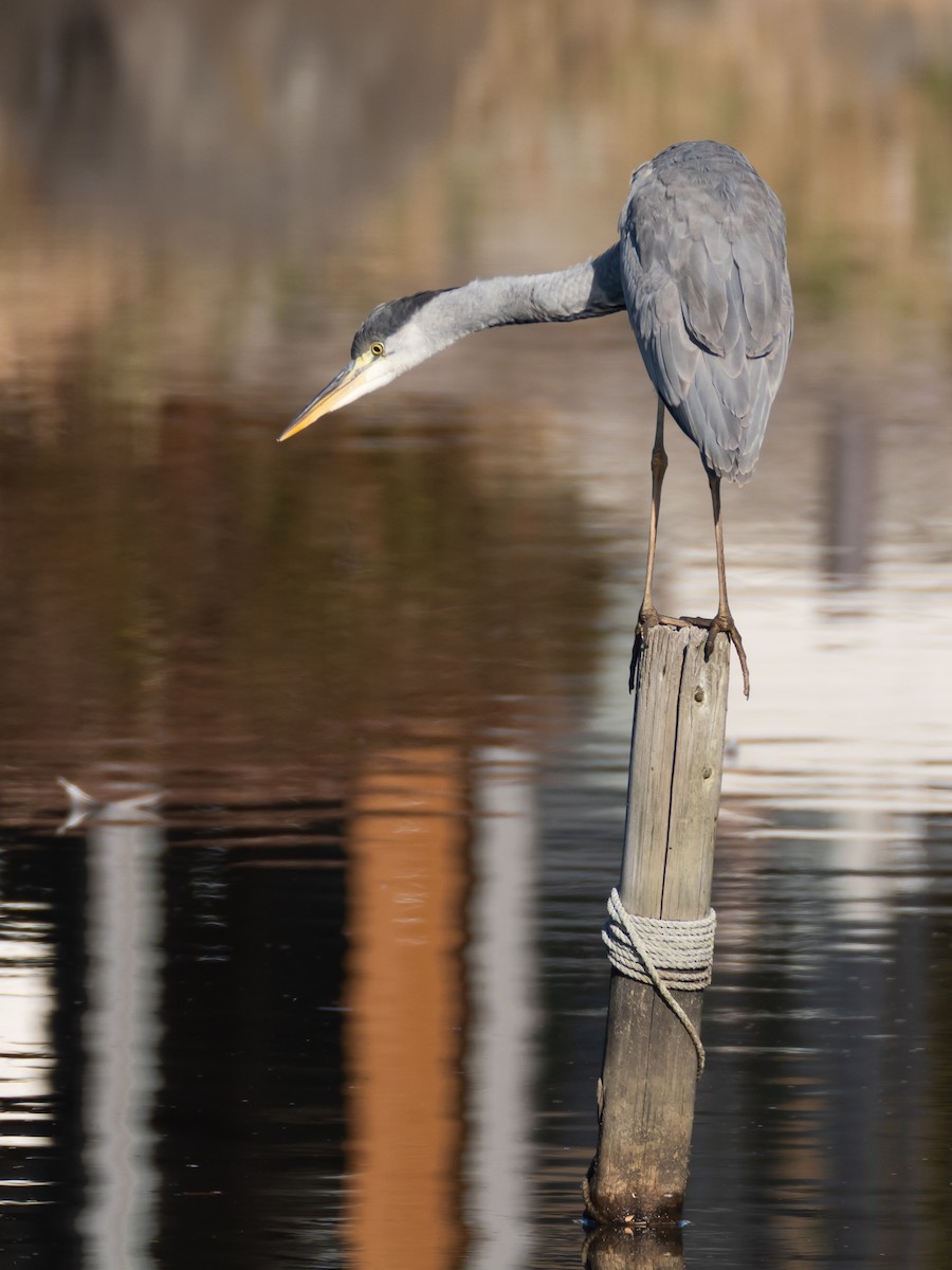 蒼鷺 - ML647827955