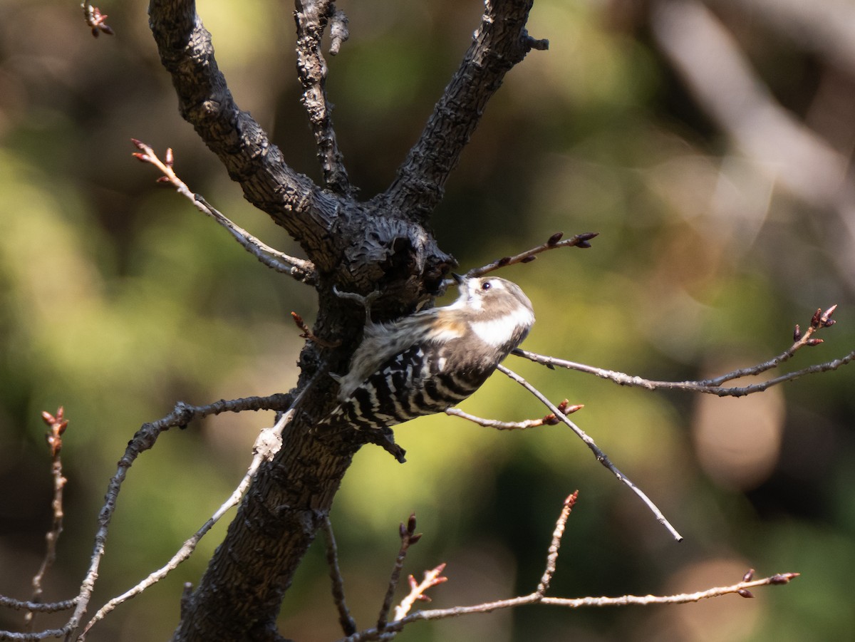 Japanese Pygmy Woodpecker - ML647827974