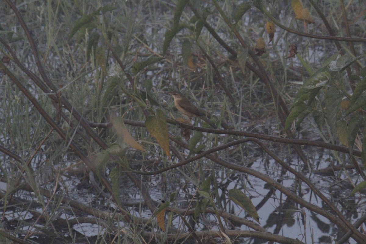 קנית אפריקנית - ML647827993