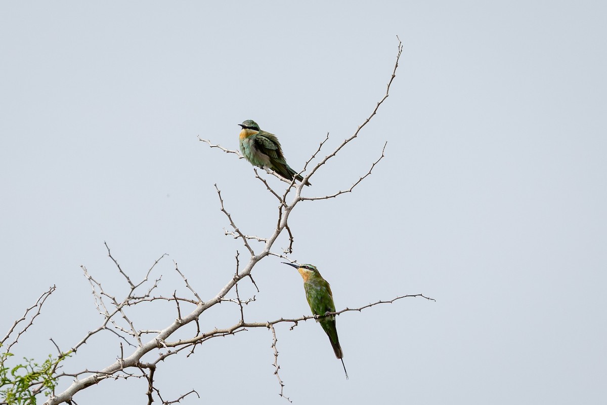 blåkinnbieter - ML647827996