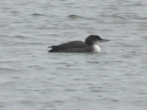 potáplice lední - ML647828008