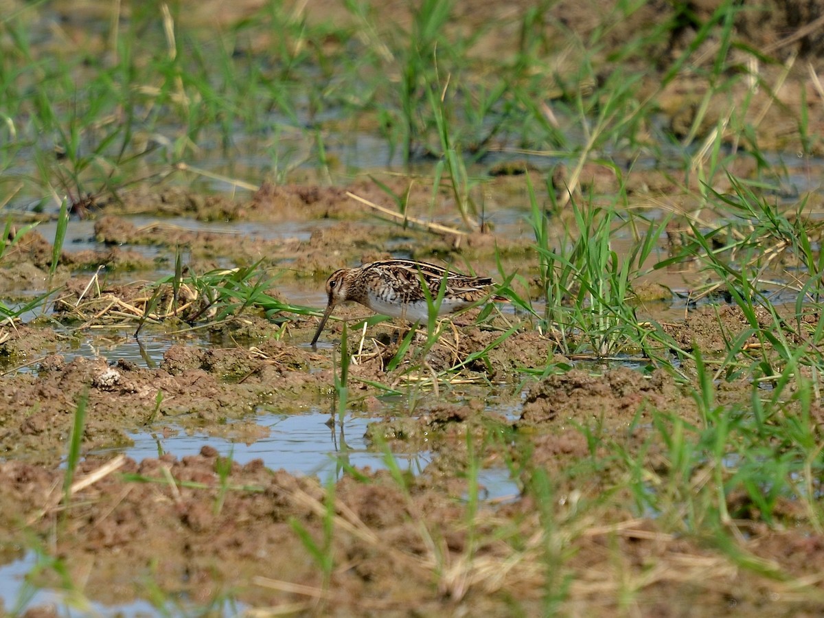 ハリオシギ - ML647828017