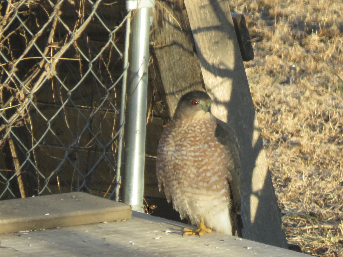 Cooper's Hawk - ML647828033