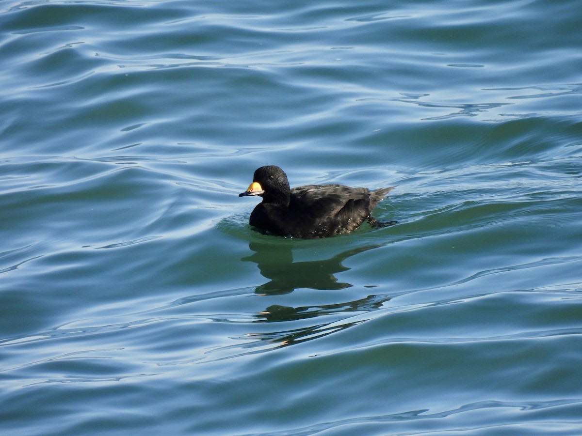 Black Scoter - ML647828048