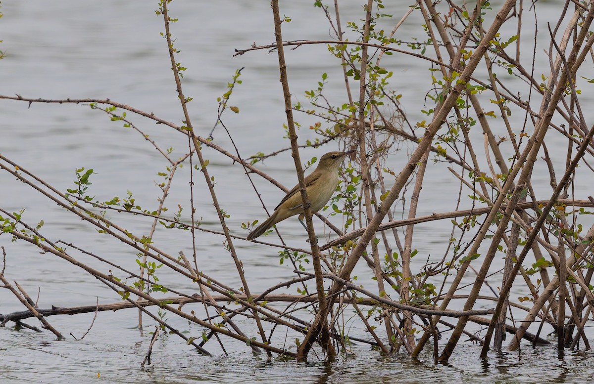קנית אפריקנית - ML647828049