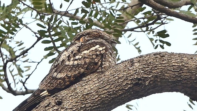 Джунглевый козодой - ML647828057