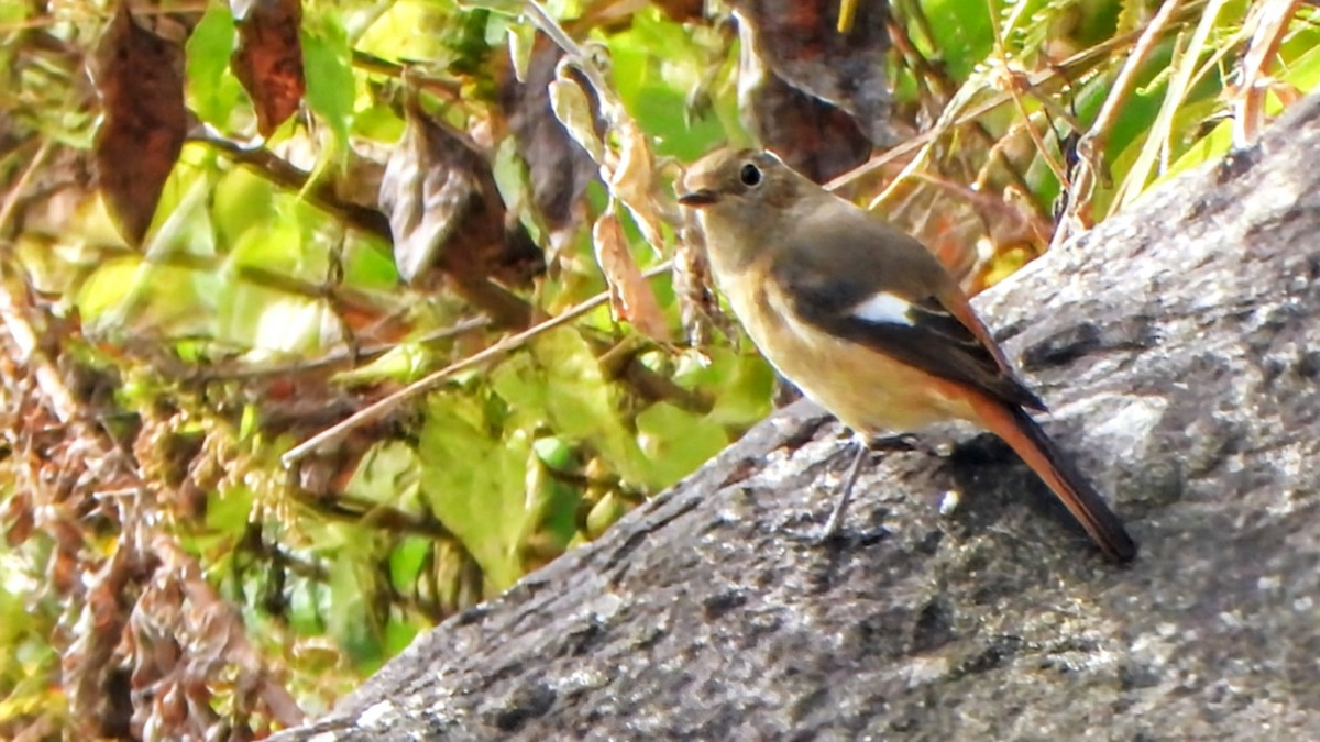 חכלילית סיבירית - ML647828077