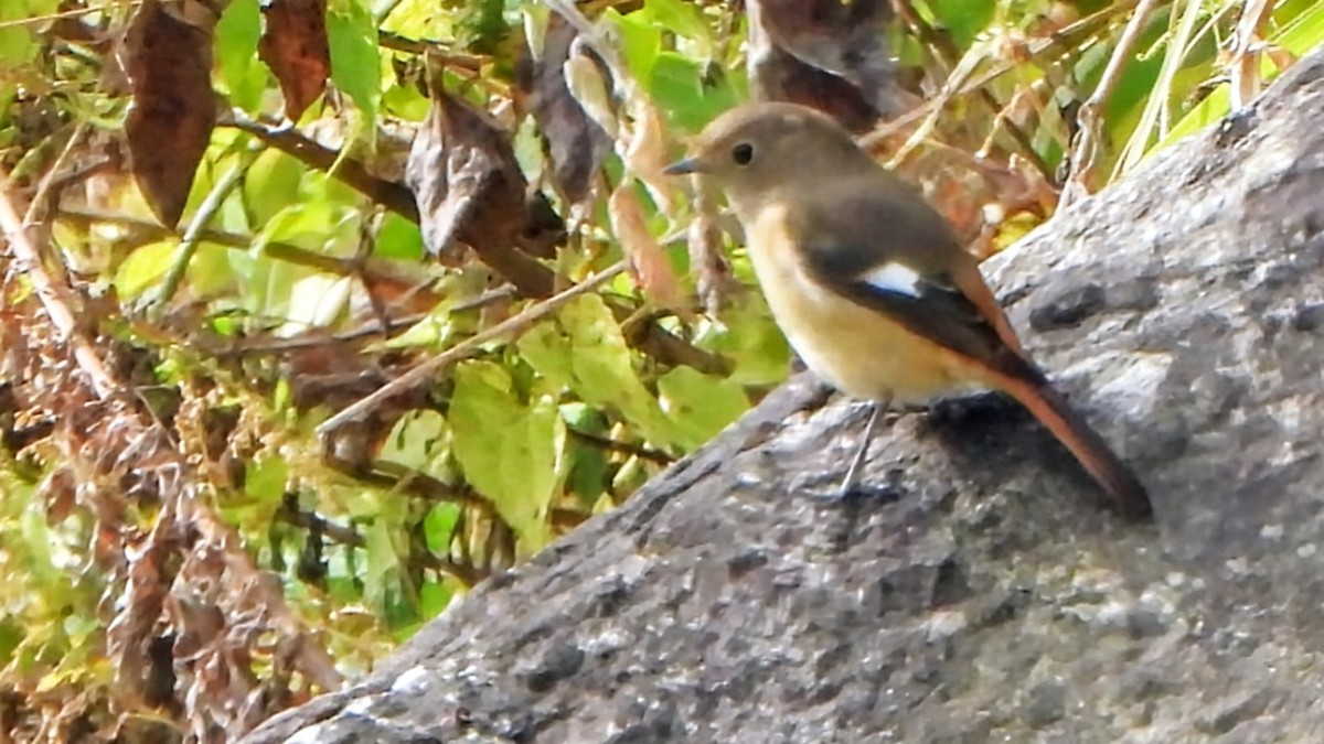 חכלילית סיבירית - ML647828078