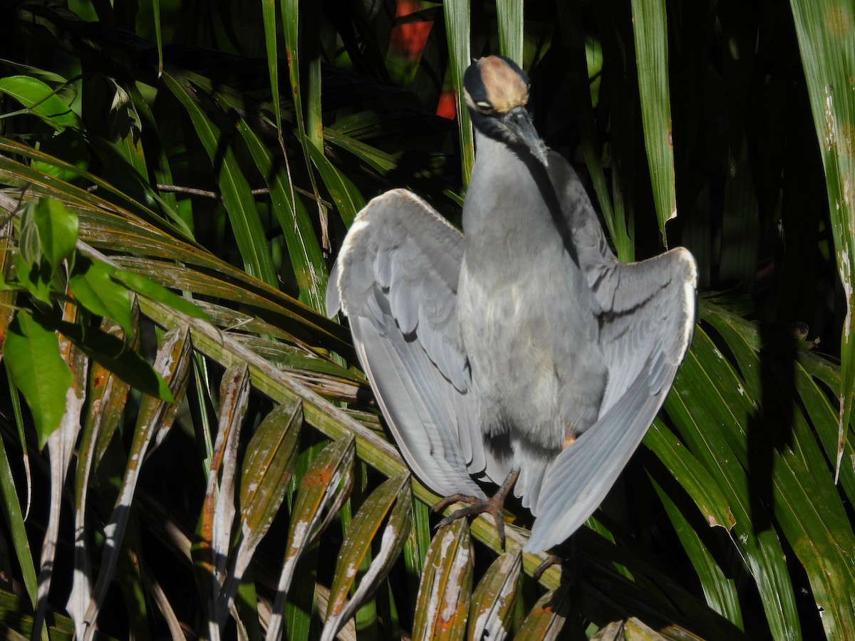 אנפת לילה צהובת-כיפה - ML647828079