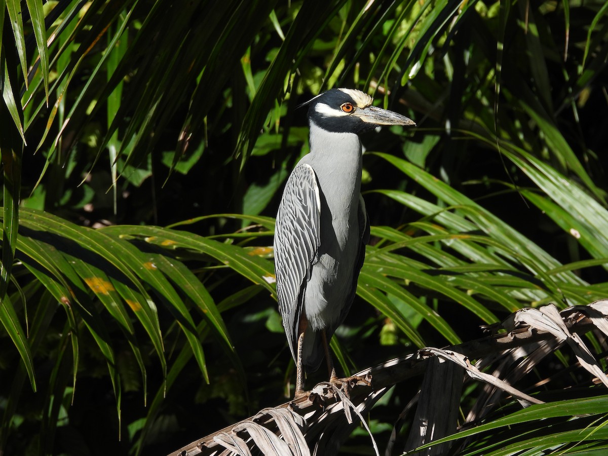 אנפת לילה צהובת-כיפה - ML647828081