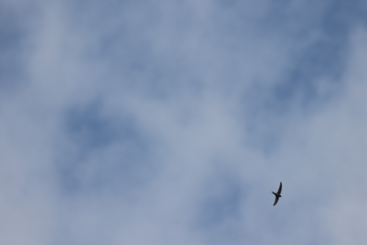 Bengalensegler - ML647828116