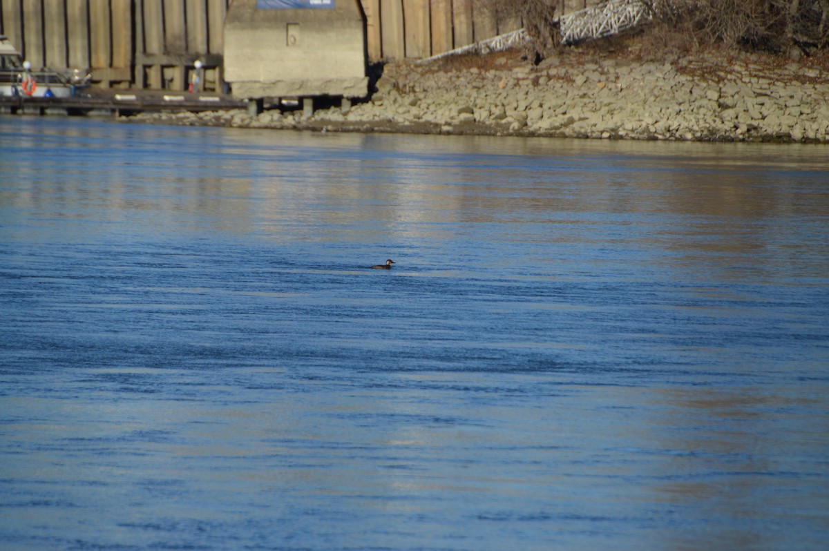 Common Scoter - ML647828143