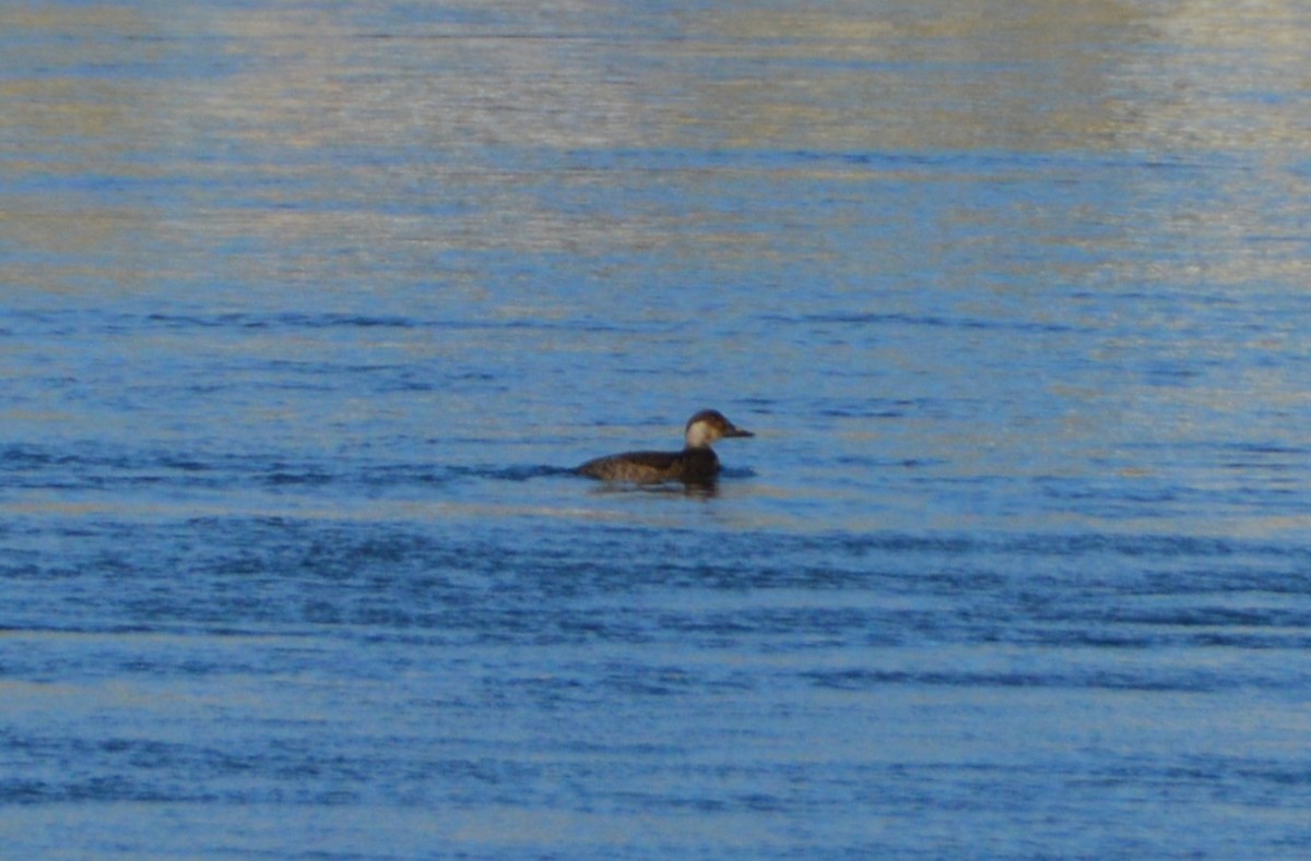 Common Scoter - ML647828148
