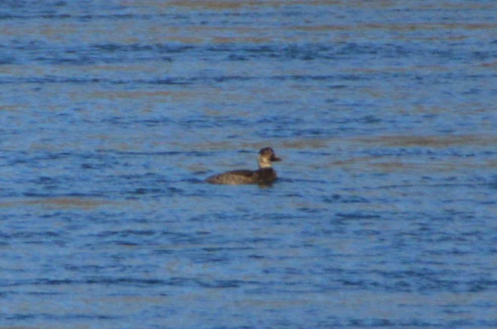 Common Scoter - ML647828158