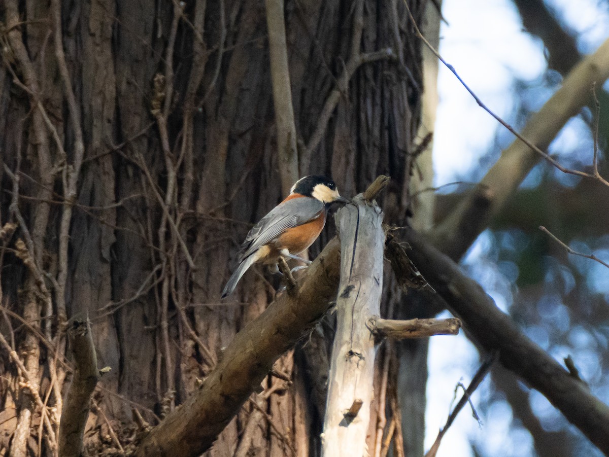雜色山雀 - ML647828169