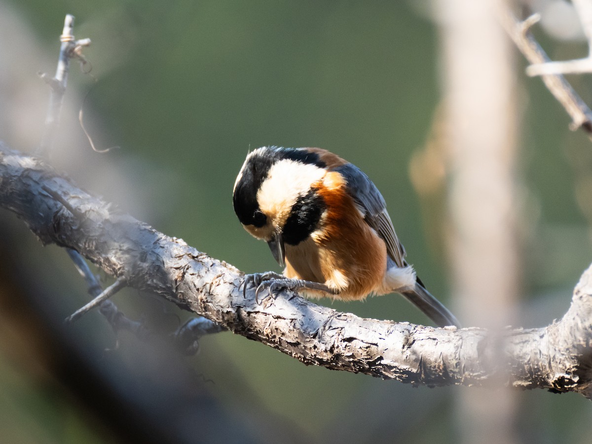 雜色山雀 - ML647828170