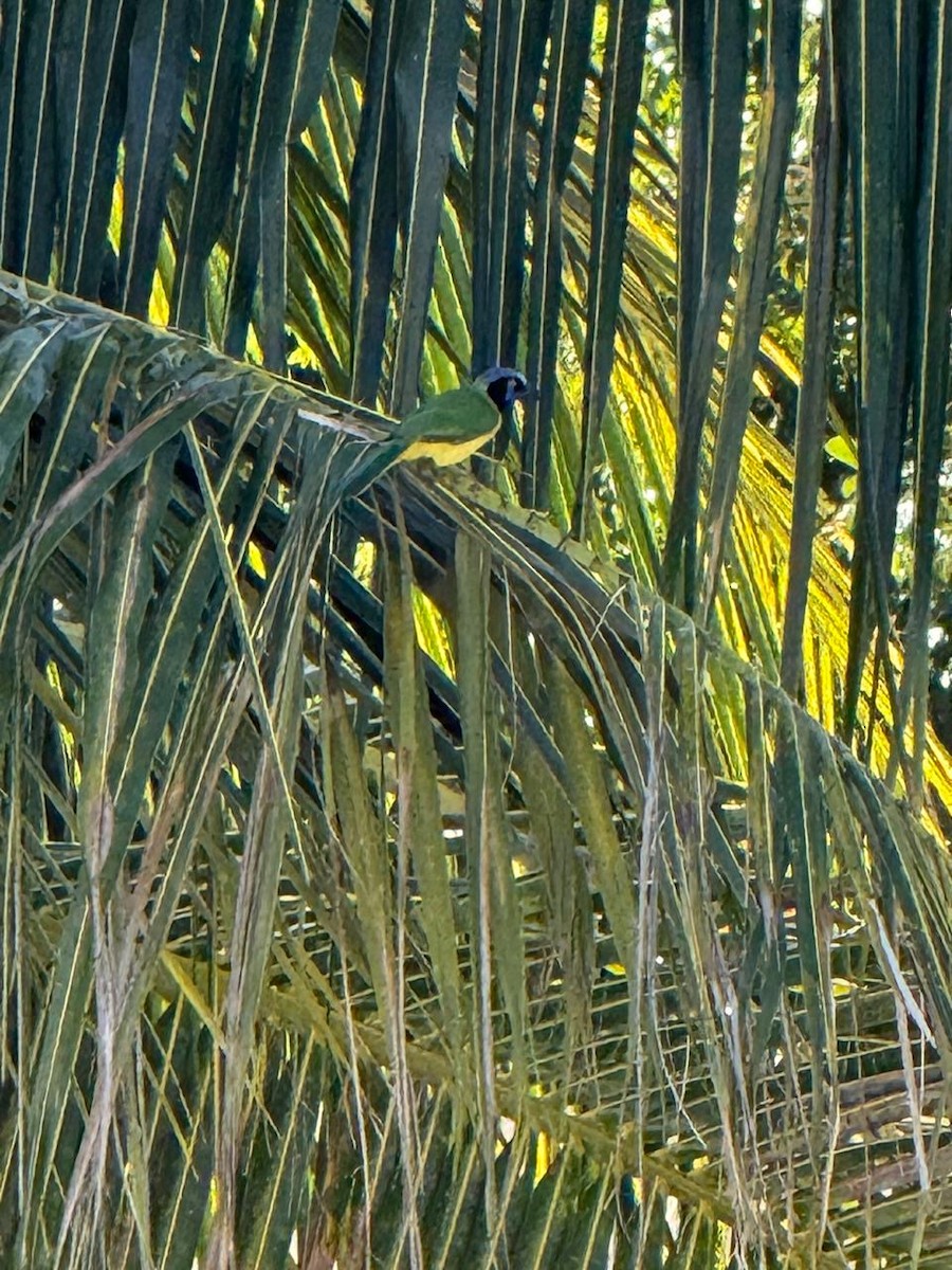 Green Jay - ML647828175