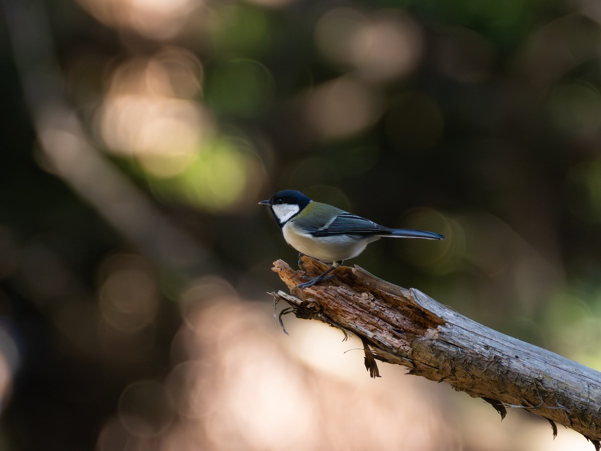 Asian Tit - ML647828203