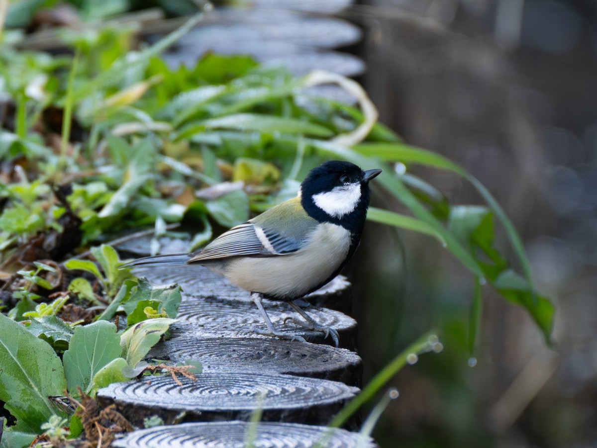 Asian Tit - ML647828204