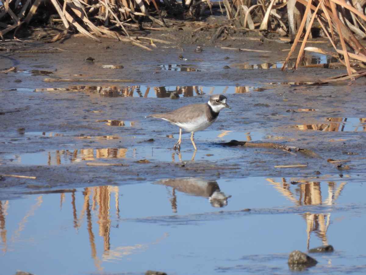 Long-billed Plover - ML647828212