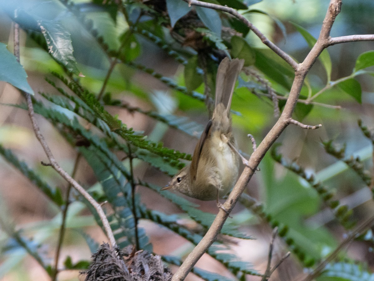 Japanese Bush Warbler - ML647828230