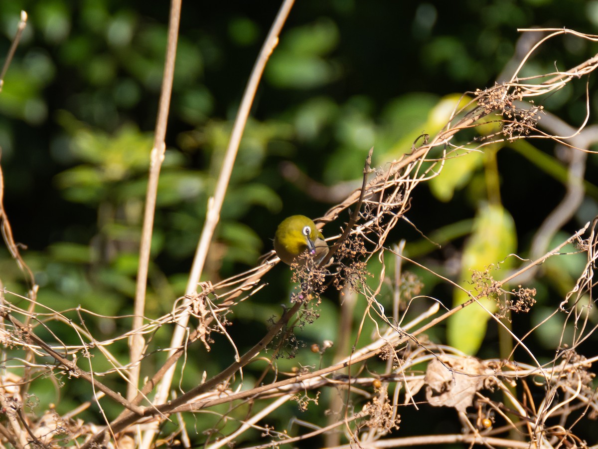 Warbling White-eye - ML647828250