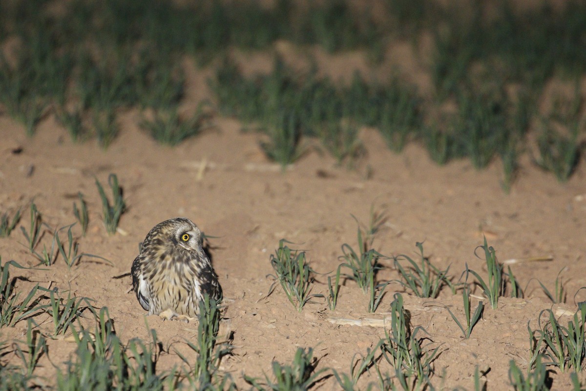 Short-eared Owl (Northern) - ML647828255