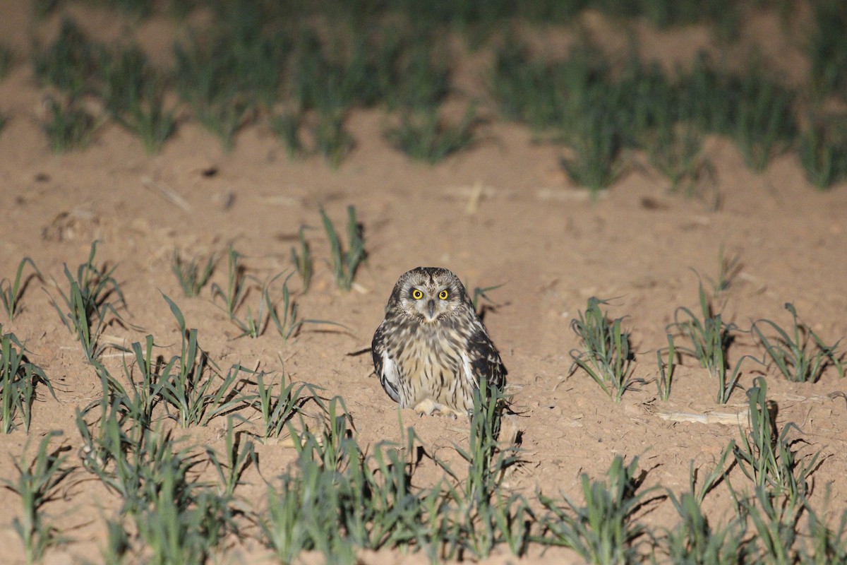 Short-eared Owl (Northern) - ML647828256