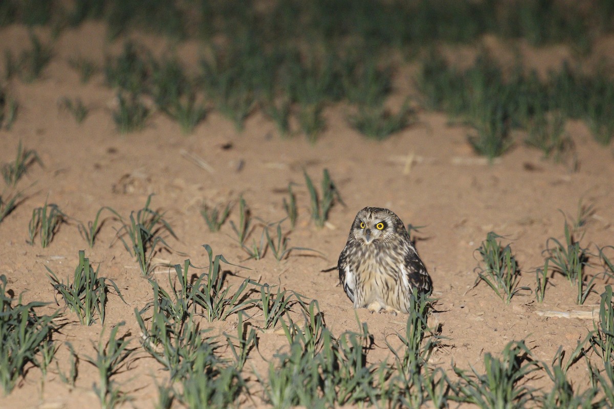 Short-eared Owl (Northern) - ML647828257