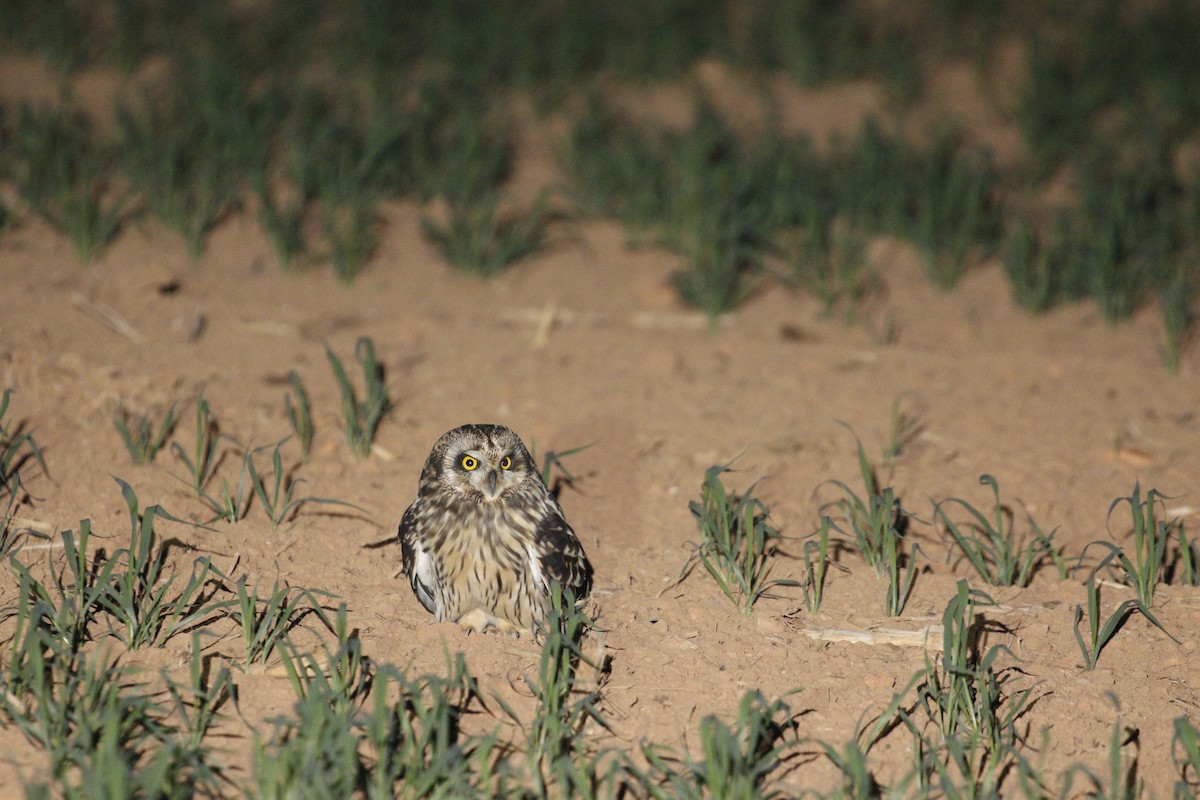 Short-eared Owl (Northern) - ML647828258