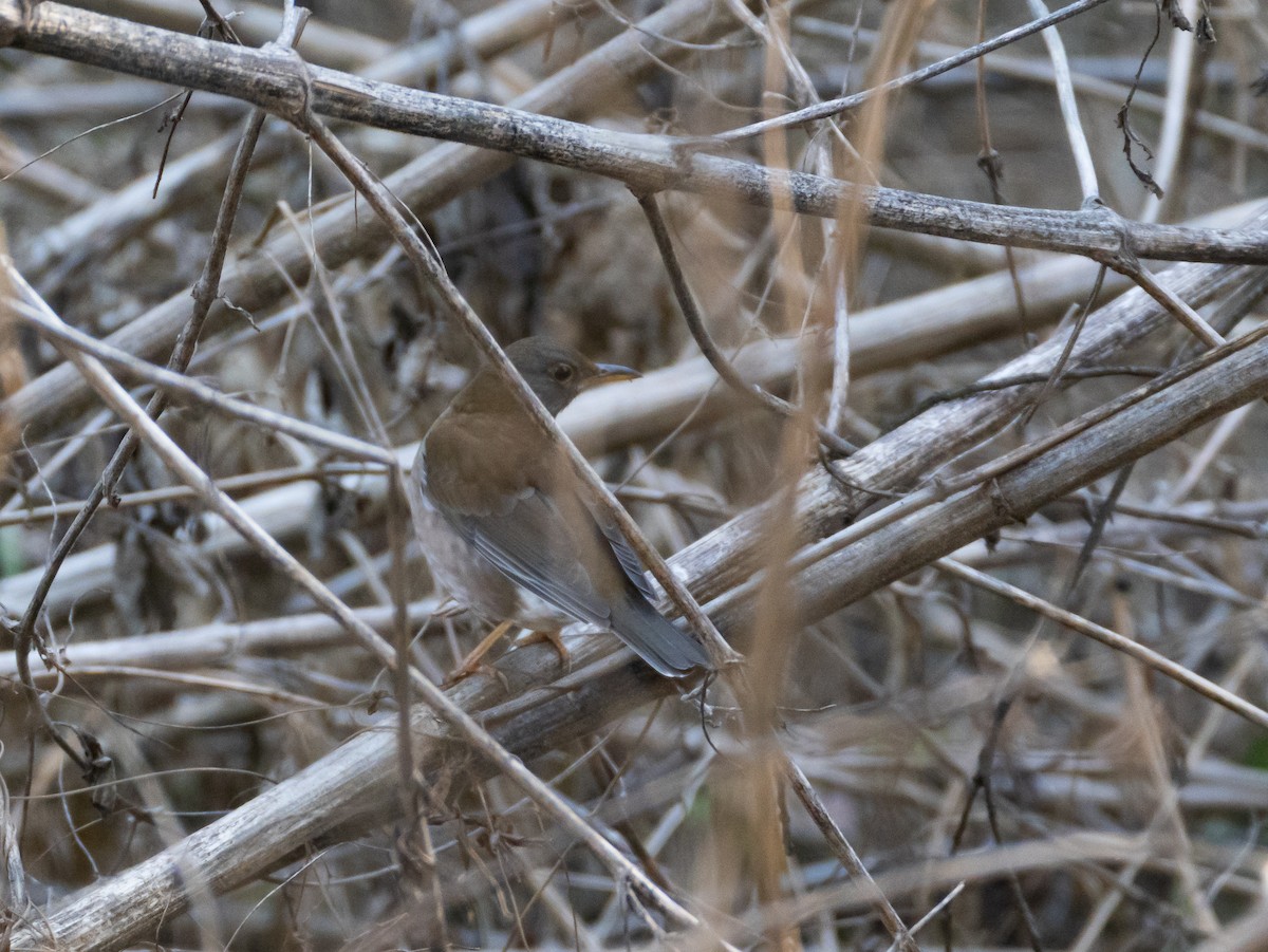 Pale Thrush - ML647828261