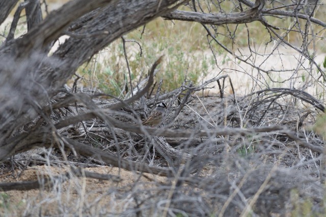 Bruant à couronne blanche - ML647828288