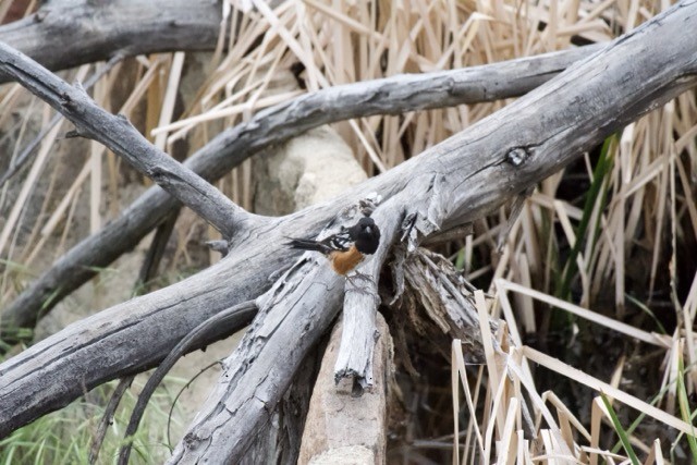 Spotted Towhee - ML647828304