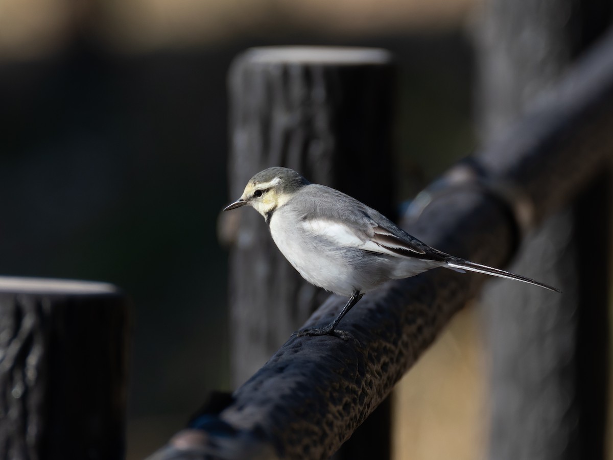 White Wagtail - ML647828311