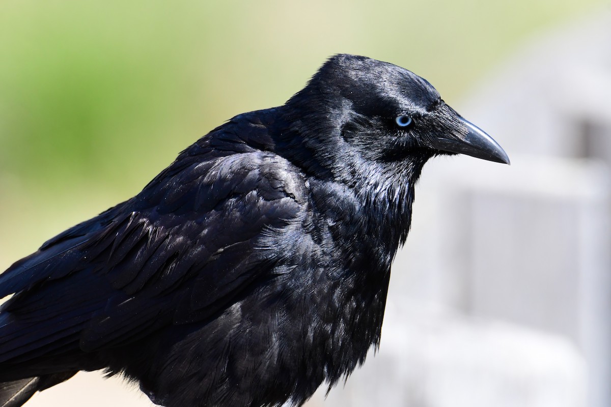 Little Raven - ML647828323