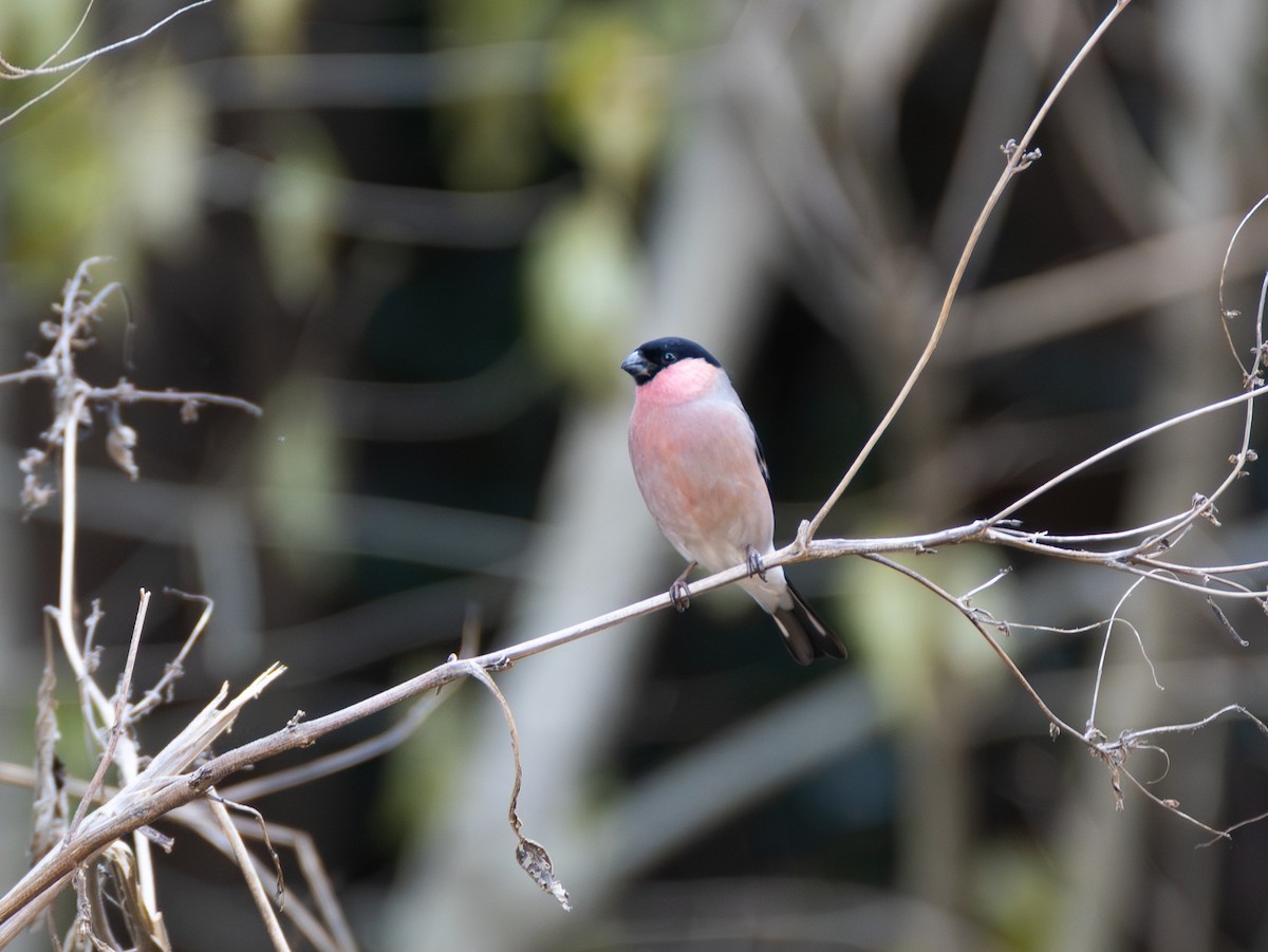 Eurasian Bullfinch - ML647828340