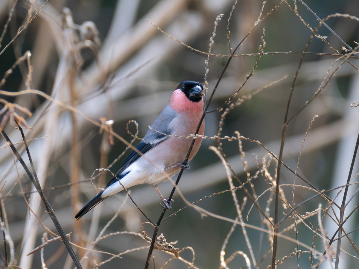 Eurasian Bullfinch - ML647828343