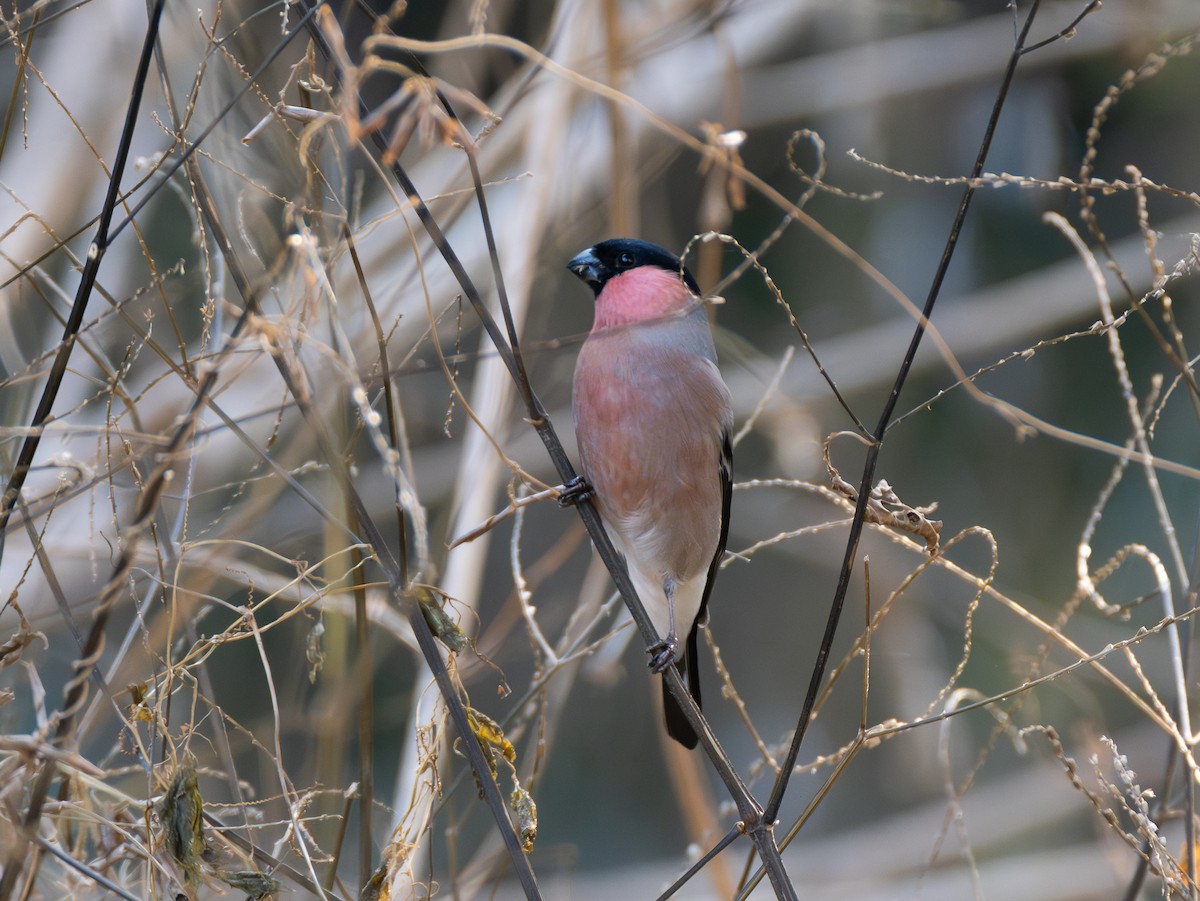 Eurasian Bullfinch - ML647828344