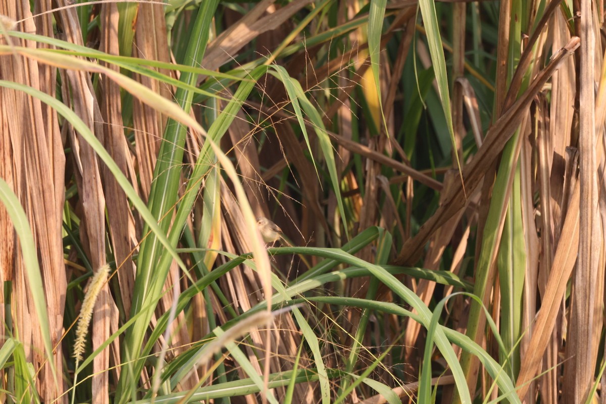 Prinia Sencilla - ML647828346