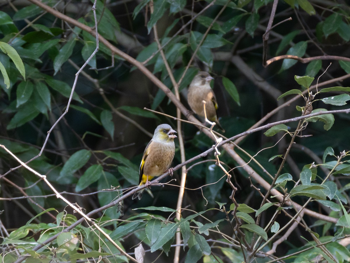Oriental Greenfinch - ML647828351