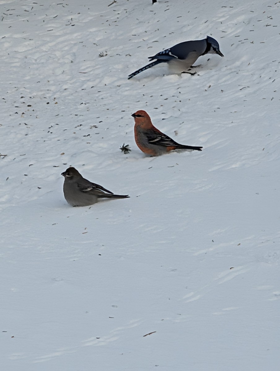 Pinu-gailupa - ML647828364