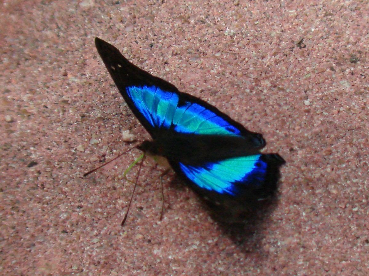 Turquoise Emperor - ML647828387