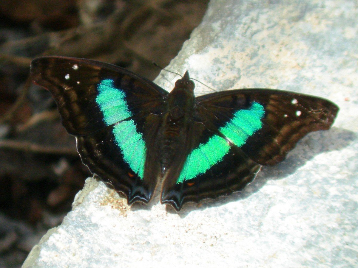 Turquoise Emperor - ML647828389