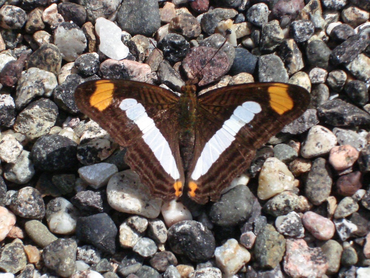 Iphicleola Sister - ML647828390