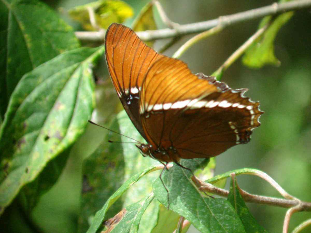 Rusty-tipped Page - ML647828392