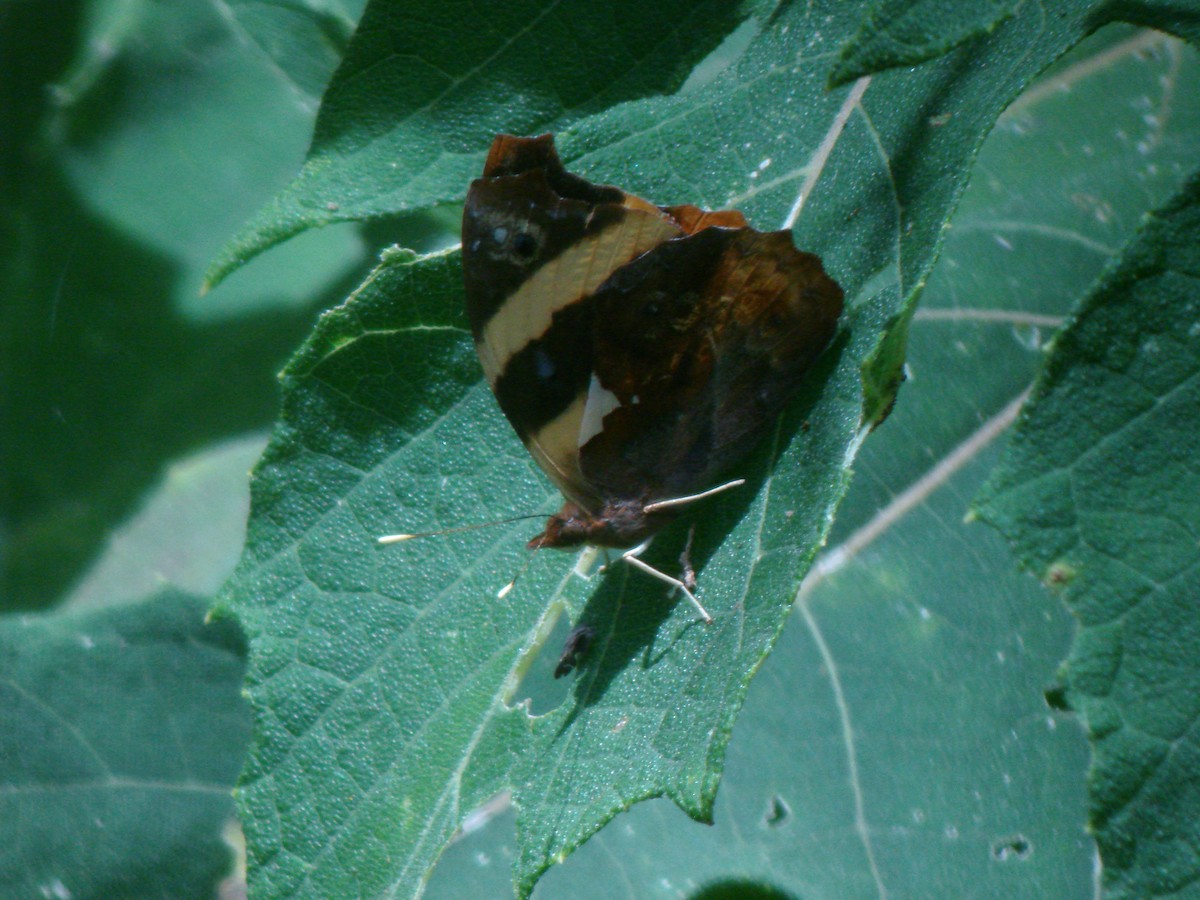 Common Banner - ML647828393